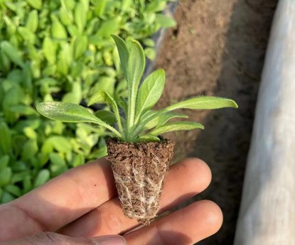 矮牽牛（穴盤苗）